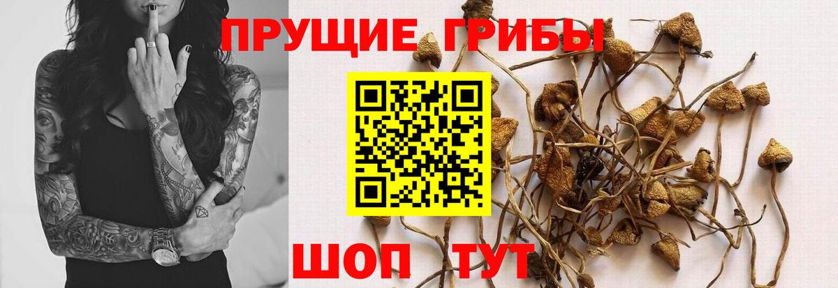 Псилоцибиновые грибы MAGIC MUSHROOMS  Псилоцибиновые грибы ЛСД  Тара  Вход с VPN 